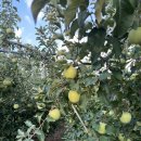 솔뫼농장 | [당진데이트] 버미오차드, 1인 여행자도 가능한 체험농장(수확, 만들기, 웰컴드링크, 웰컴푸드)