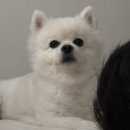 더블유동물병원 | 부천 리움동물의료센터(강아지 담낭슬러지/결석, 복부초음파/혈액검사)