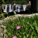 낮달마지꽃 이미지