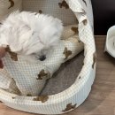 콩이네하우스 이미지