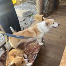김서프제주 | 제주 중문 서핑 김서프제주 솔직후기 및 파도 어플이용 꿀팁 소개