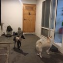 카페댕하우스 네이버블로그