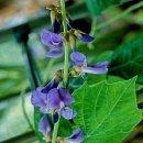 코리아히록스 이미지