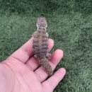 와우펫앤쥬 대구점 이미지