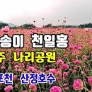 추석연휴 국내여행 / 양주 천만송이 천일홍 축제 나리공원 주차장 정보 이미지