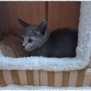 애견용품 창고형 할인매장 이미지