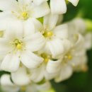 바이벨라 이미지