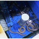 오동도 산아나고 숯불구이 | 오동도 산아나고 꼼장어 숯불구이 - 안양 호계동의 숨은 맛집