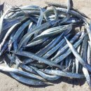 송산낚시 이미지