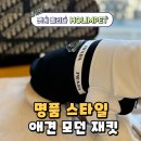 홀림펫