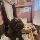 까미애견샵 이미지