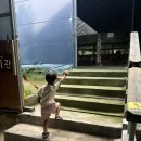 대관령사과농장 | 대관령아기동물농장, 강릉아기랑동물체험, 동물먹이주기