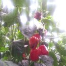 산울림 농장 이미지