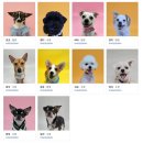 화성시자원봉사센터 3층 봉사단체실 | 경기도 반려동물 입양센터 봉사활동 후기🐶😸