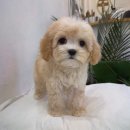 마리켄넬 24시강아지분양 애견분양 애견샵 | 마리켄넬, 부천강아지와 함께하는 행복한 반려 생활