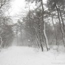 숲의동화 이미지