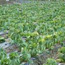 바우찹쌀농장 이미지