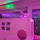 비비큐 미사점 이미지