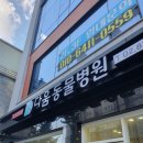 신풍동물종합병원 | 영등포 도림동 다움동물병원! 대형견 사모예드 첫 건강검진 후기(공복시간, 가격등)