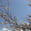 [진해 여행] 🌸진해 군항제 벚꽃 명소 ‘경화역’ 후기 - 역사, 현재 모습, 주차 정보까지!