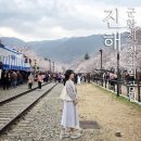 경화역 공원 1 | 진해 경화역 벚꽃길 4월1일 벚꽃 만개중