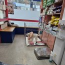 레이동물병원 이미지