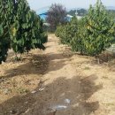 포포농장 이미지