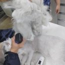 쁘띠애견미용실 이미지