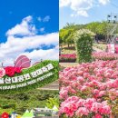 장미축제 이미지