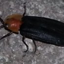 반딧불이 Daum카페