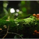 숲속의작은마을 이미지