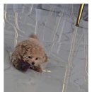 아이러브독 강아지 부천점 이미지