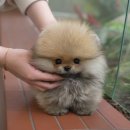 광주강아지분양 고양이분양 미유펫 본점 | 곡성애견분양 미유펫에서 성공적으로