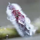 버들강아지 이미지