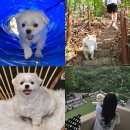 충주 켄싱턴리조트 애견동반 디럭스펫룸 + 부대시설