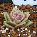 <b>그린</b><b>로즈</b>금