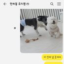 몽샤르망 애견유치원 이미지