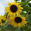 닭바위어린이공원 이미지