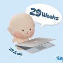 임신 29주차 | 강남차병원 B형간염 접종 후기 및 금액, 임신 27&amp;29주 배크기, 아기 몸무게/크기, 양수량...
