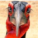 입큰개구리 이미지