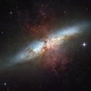 로제펫샵 이미지