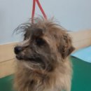 영동동물병원 이미지