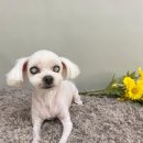 털뭉치이발소 이미지