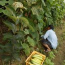 인주농장 이미지