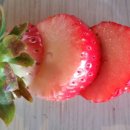 박은숙농장 이미지