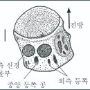 T.H.C Skin&Body | 경매장에서 발견된 공룡 화석, 정체를 둘러싼 논쟁