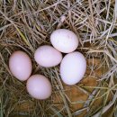 통일농장 이미지