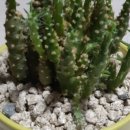 피보나치수학전문학원