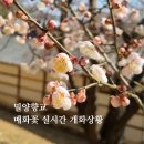 매화로 | 밀양향교 2월 매화 개화 상황 | 경남 매화꽃 명소 방문 후기