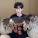 복슬강아지 이미지